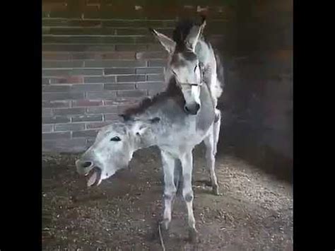 coje burra|Caballo recién nacido y burro quiere violar una pequeña .